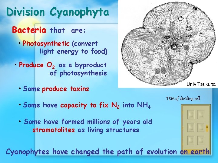 Division Cyanophyta Bacteria that are: • Photosynthetic (convert light energy to food) • Produce