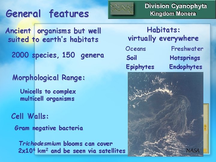 General features Ancient organisms but well suited to earth’s habitats 2000 species, 150 genera