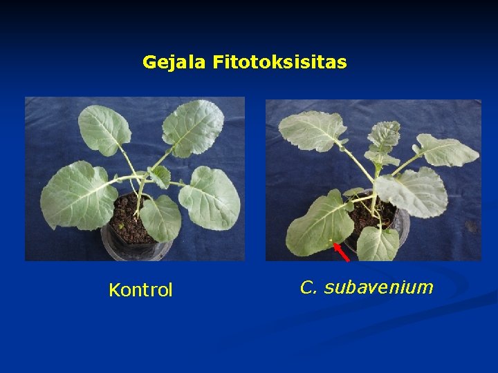 Gejala Fitotoksisitas Kontrol C. subavenium 