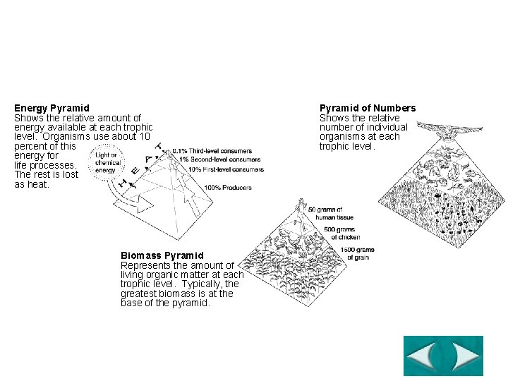 Ecological Pyramids Section 3 -2 Energy Pyramid Shows the relative amount of energy available