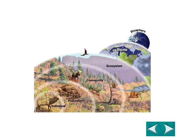 Figure 3 -2 Ecological Levels of Organization Section 3 -1 Go to Section: 