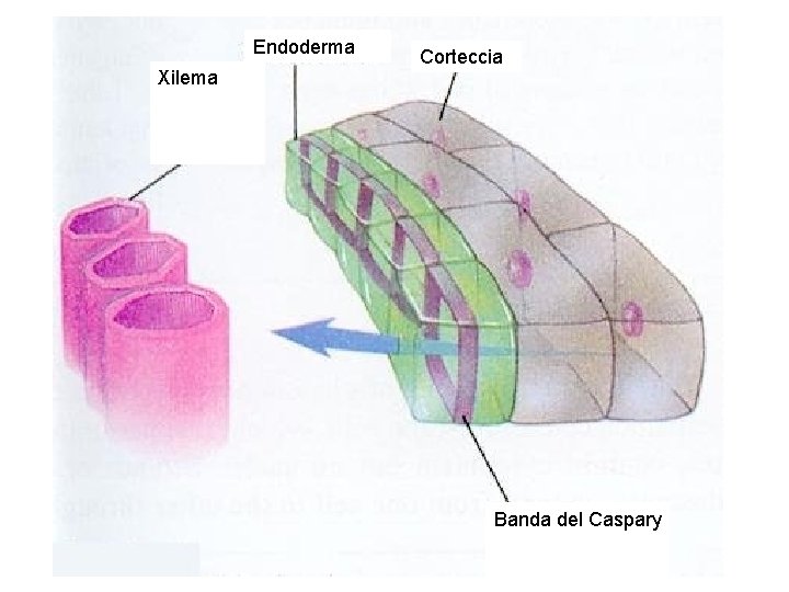 Endoderma Xilema Corteccia Banda del Caspary 