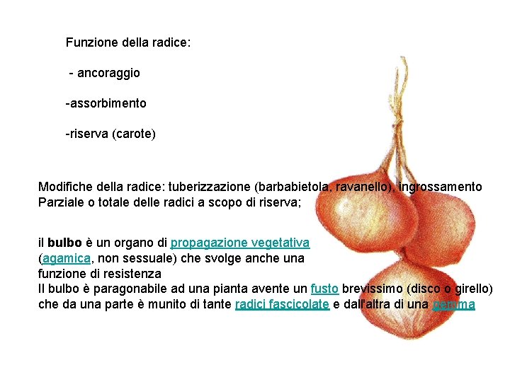 Funzione della radice: - ancoraggio -assorbimento -riserva (carote) Modifiche della radice: tuberizzazione (barbabietola, ravanello),