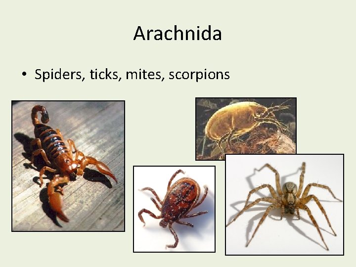 Arachnida • Spiders, ticks, mites, scorpions 