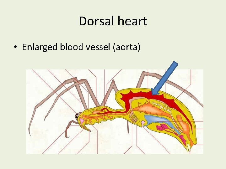 Dorsal heart • Enlarged blood vessel (aorta) 