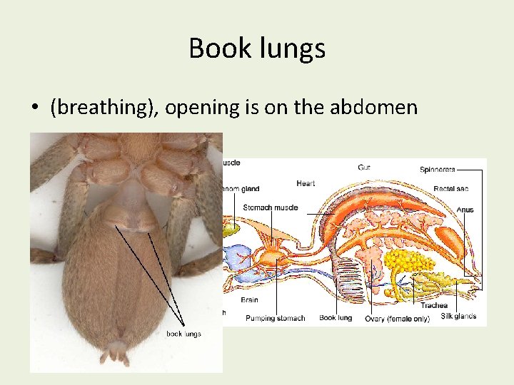 Book lungs • (breathing), opening is on the abdomen 