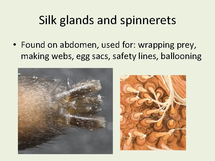 Silk glands and spinnerets • Found on abdomen, used for: wrapping prey, making webs,