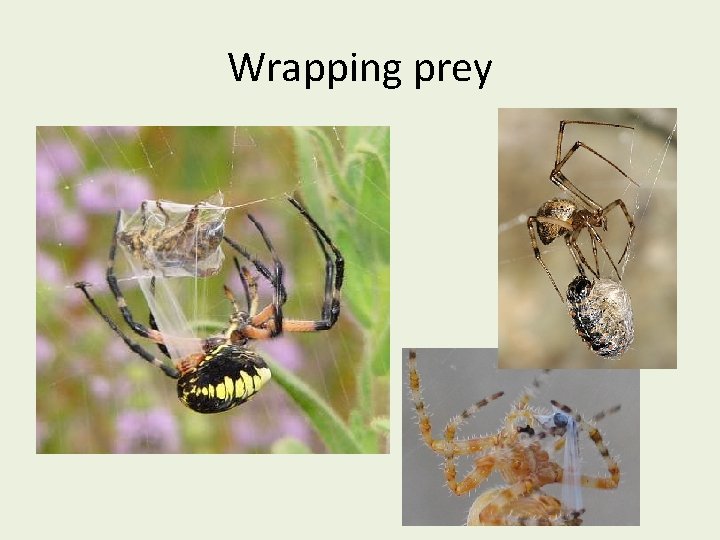 Wrapping prey 