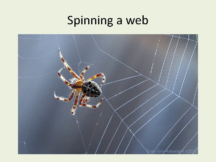 Spinning a web 