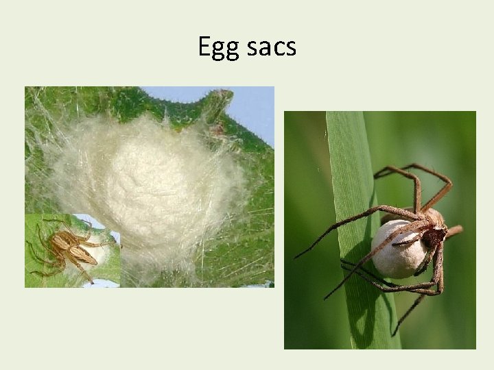 Egg sacs 