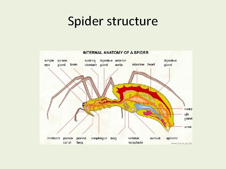 Spider structure 