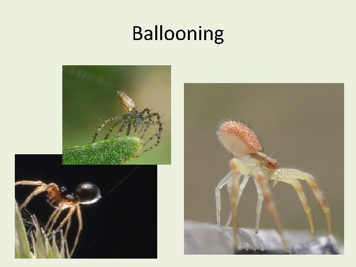 Ballooning 
