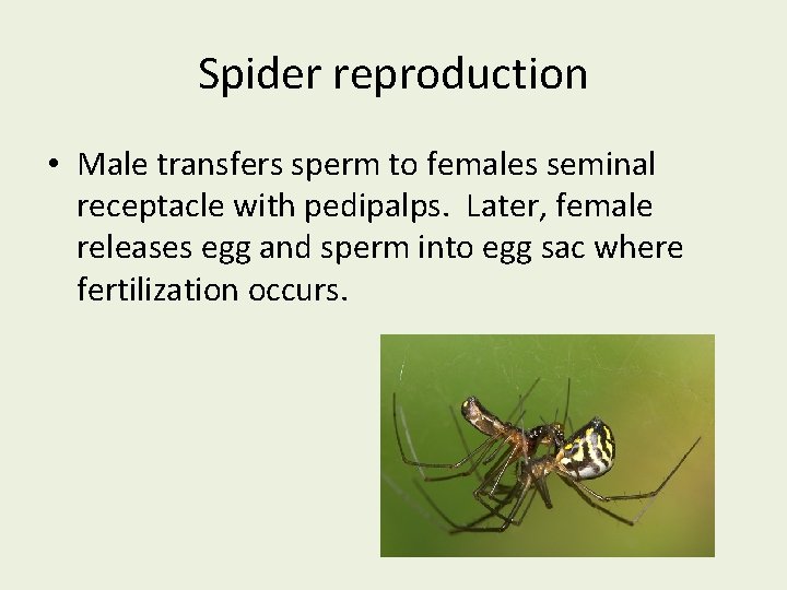 Spider reproduction • Male transfers sperm to females seminal receptacle with pedipalps. Later, female