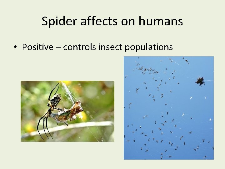 Spider affects on humans • Positive – controls insect populations 