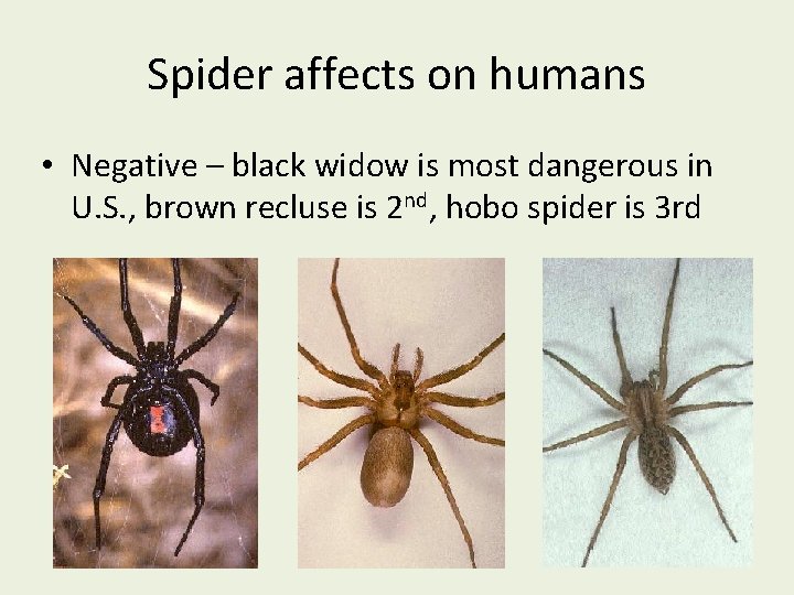 Spider affects on humans • Negative – black widow is most dangerous in U.