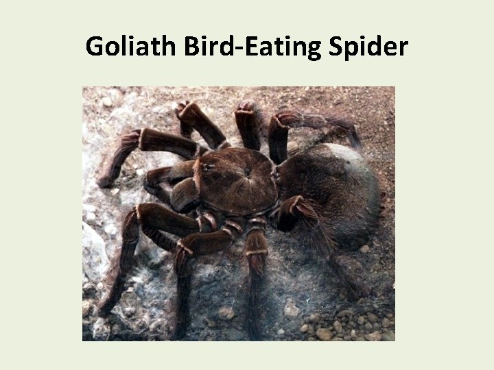 Goliath Bird-Eating Spider 