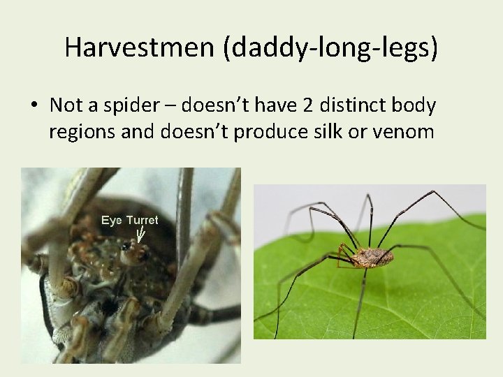 Harvestmen (daddy-long-legs) • Not a spider – doesn’t have 2 distinct body regions and