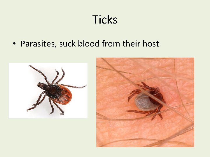 Ticks • Parasites, suck blood from their host 