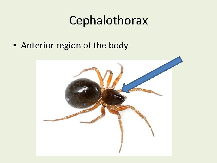 Cephalothorax • Anterior region of the body 