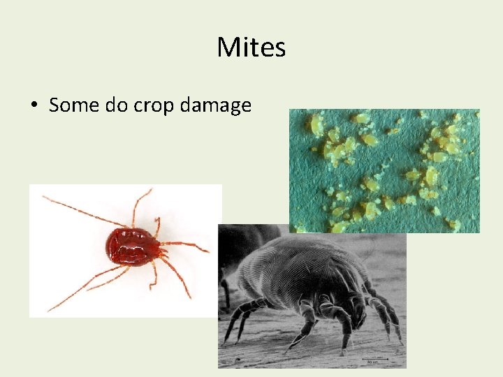 Mites • Some do crop damage 