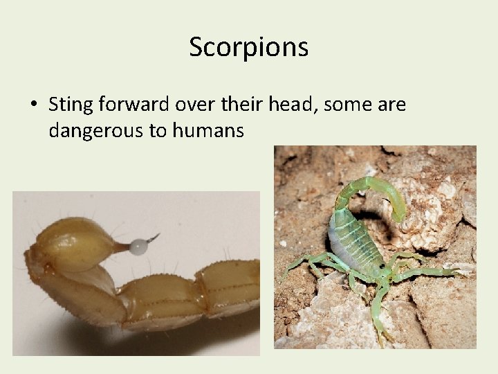 Scorpions • Sting forward over their head, some are dangerous to humans 