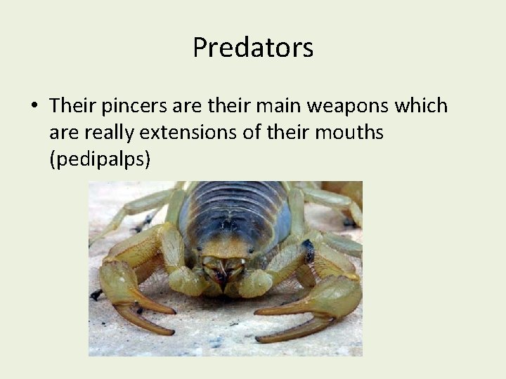 Predators • Their pincers are their main weapons which are really extensions of their
