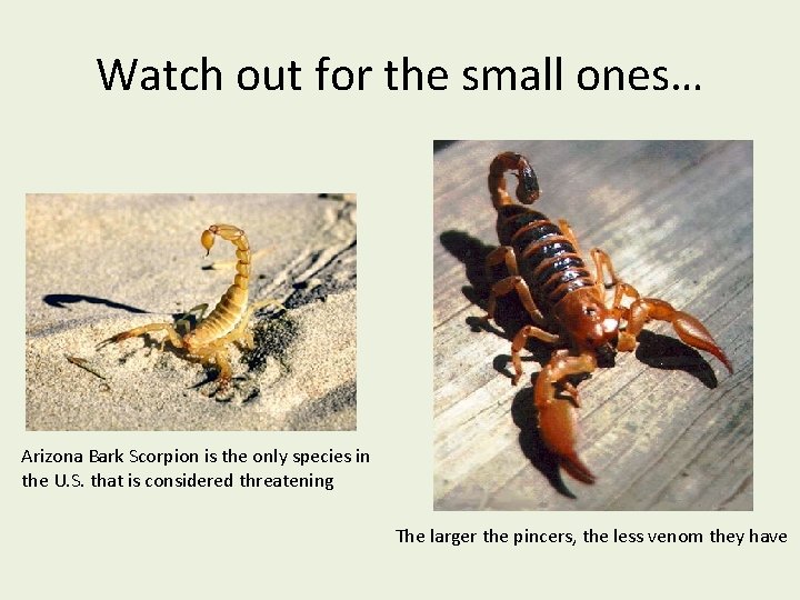 Watch out for the small ones… Arizona Bark Scorpion is the only species in