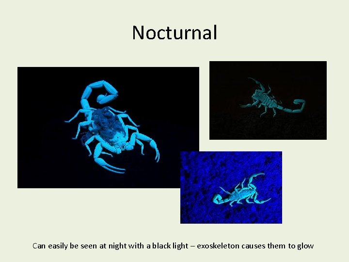 Nocturnal Can easily be seen at night with a black light – exoskeleton causes