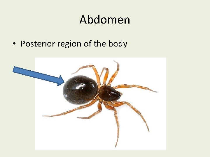 Abdomen • Posterior region of the body 