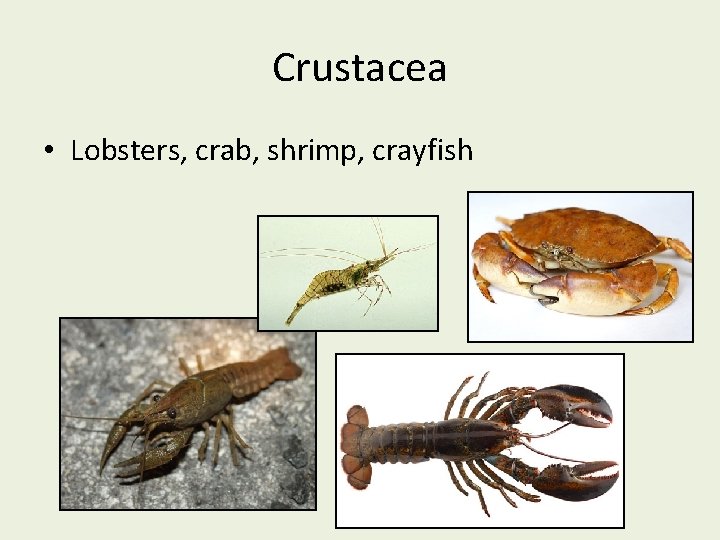 Crustacea • Lobsters, crab, shrimp, crayfish 