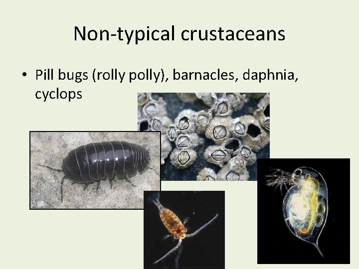 Non-typical crustaceans • Pill bugs (rolly polly), barnacles, daphnia, cyclops 