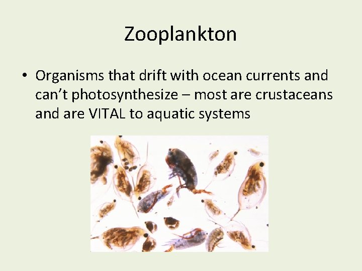 Zooplankton • Organisms that drift with ocean currents and can’t photosynthesize – most are