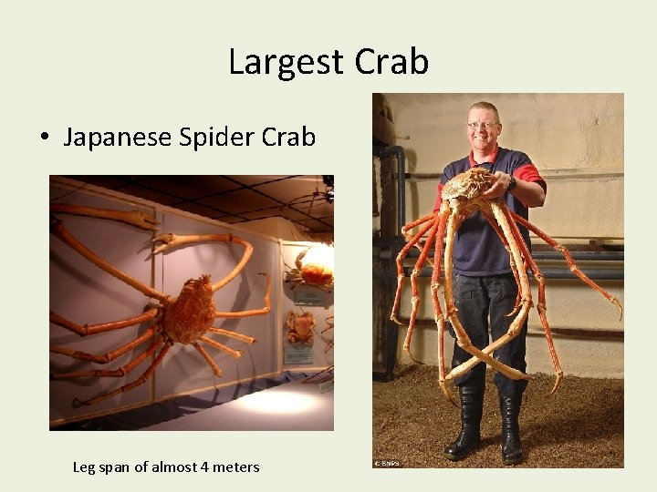 Largest Crab • Japanese Spider Crab Leg span of almost 4 meters 