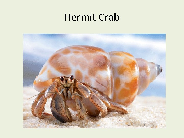 Hermit Crab 