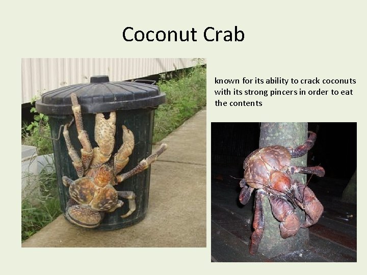 Coconut Crab known for its ability to crack coconuts with its strong pincers in