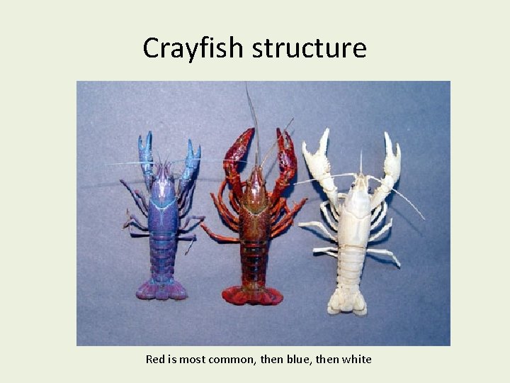 Crayfish structure Red is most common, then blue, then white 