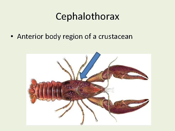 Cephalothorax • Anterior body region of a crustacean 