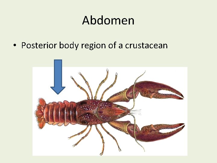 Abdomen • Posterior body region of a crustacean 