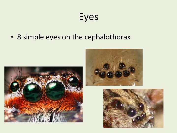 Eyes • 8 simple eyes on the cephalothorax 