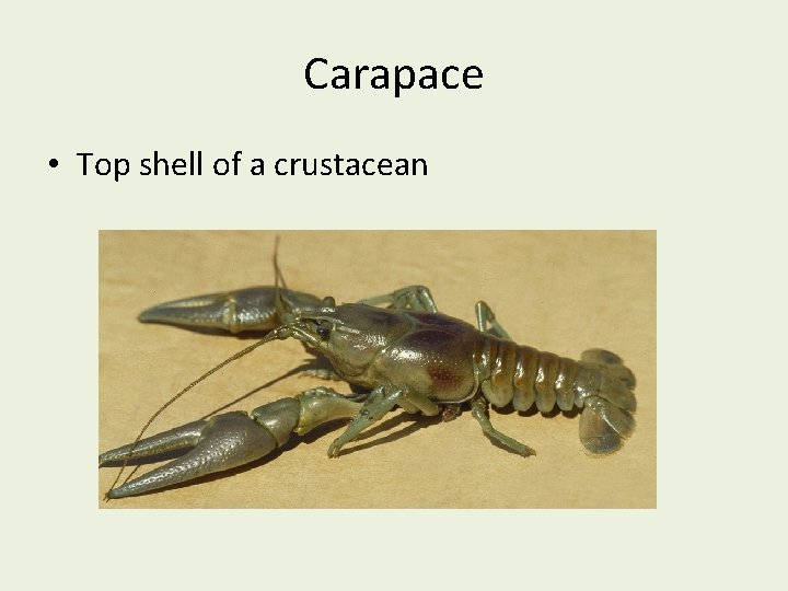 Carapace • Top shell of a crustacean 