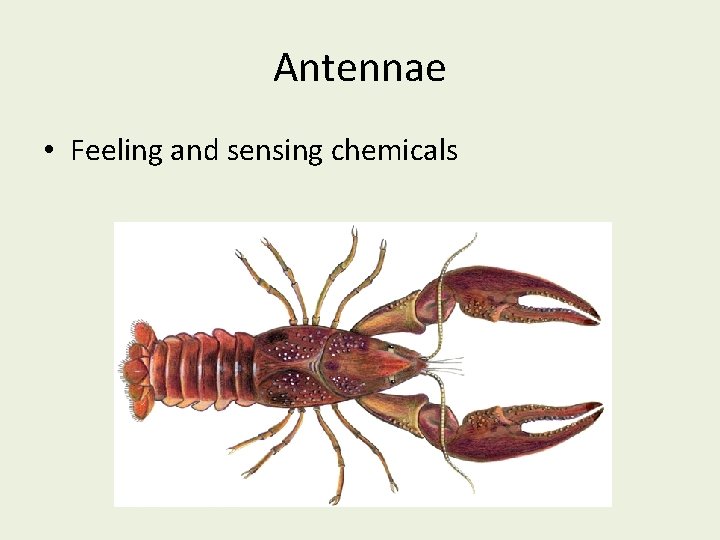 Antennae • Feeling and sensing chemicals 