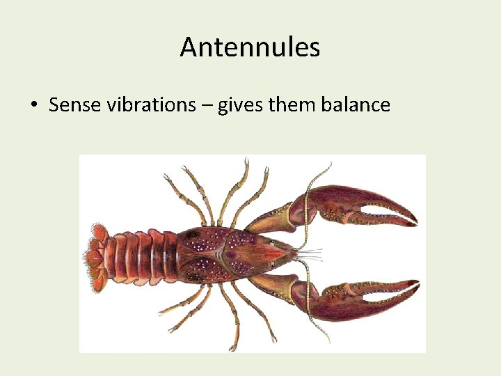 Antennules • Sense vibrations – gives them balance 