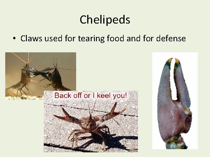 Chelipeds • Claws used for tearing food and for defense 