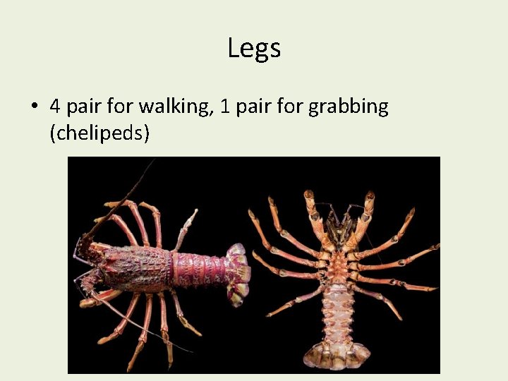 Legs • 4 pair for walking, 1 pair for grabbing (chelipeds) 
