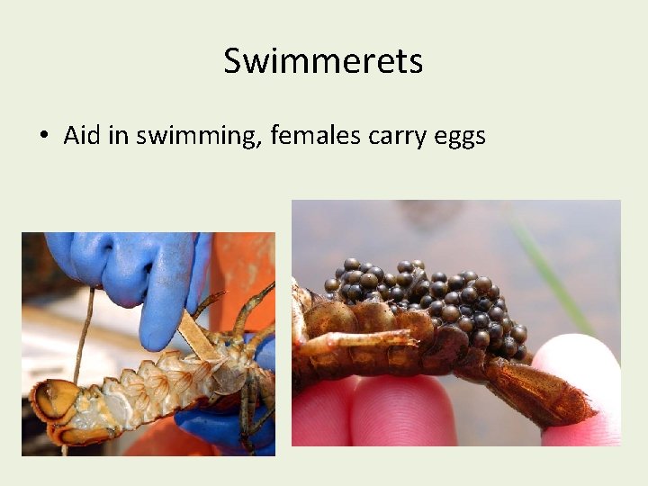 Swimmerets • Aid in swimming, females carry eggs 