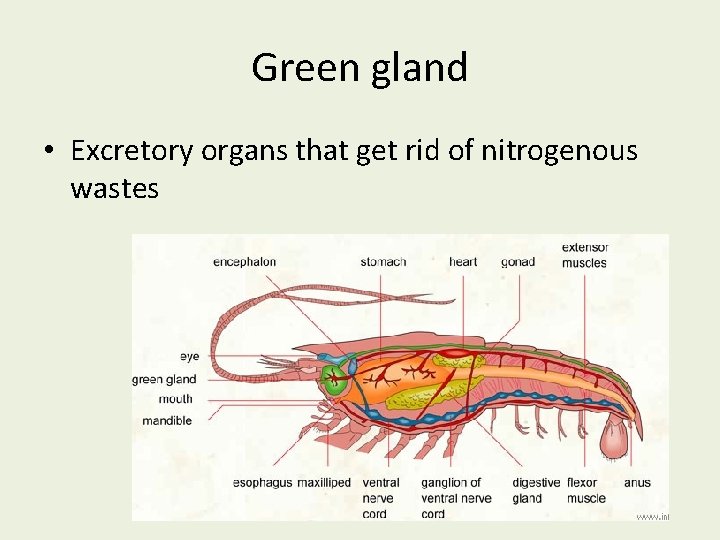 Green gland • Excretory organs that get rid of nitrogenous wastes 