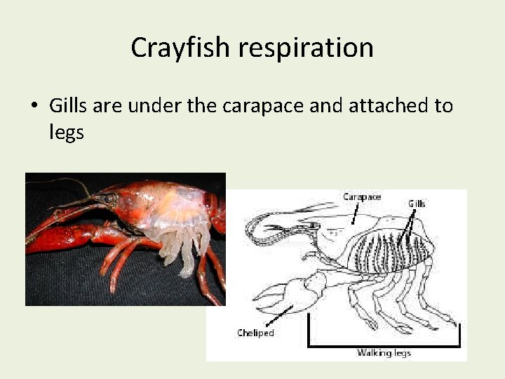 Crayfish respiration • Gills are under the carapace and attached to legs 