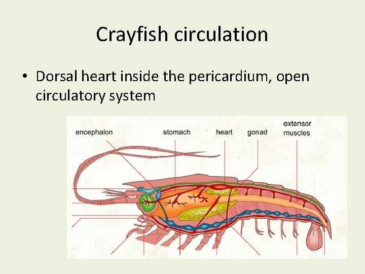 Crayfish circulation • Dorsal heart inside the pericardium, open circulatory system 