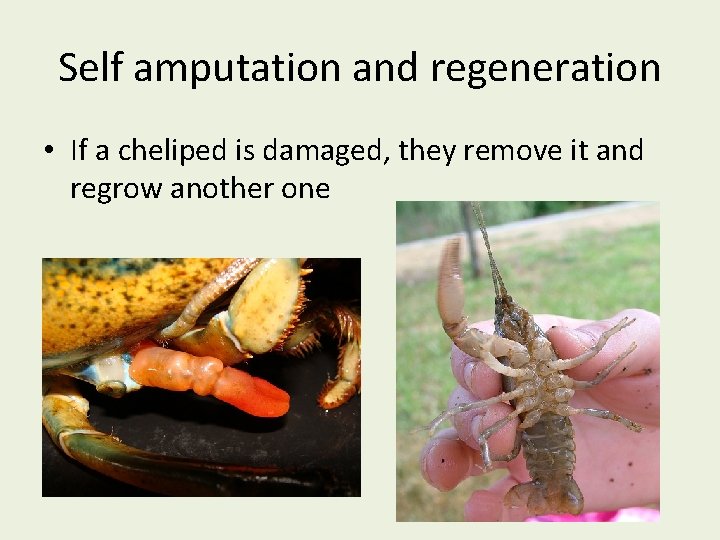 Self amputation and regeneration • If a cheliped is damaged, they remove it and