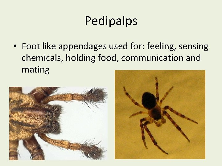 Pedipalps • Foot like appendages used for: feeling, sensing chemicals, holding food, communication and